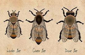 Bees
